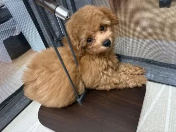 もんちゃん 様のお迎えした子犬