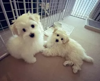 H.A 様のお迎えした子犬