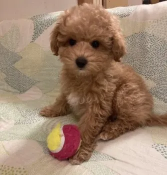 ゆうこ 様のお迎えした子犬