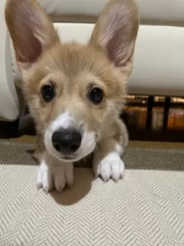 J.E 様のお迎えした子犬