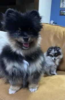 K.K 様のお迎えした子犬