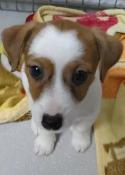 りこ 様のお迎えした子犬