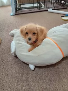C.S 様のお迎えした子犬