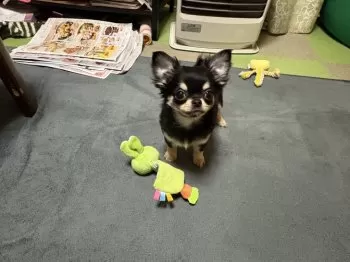 M.Y 様のお迎えした子犬