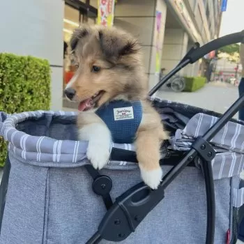 ヨヨ 様のお迎えした子犬