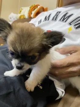 K.W 様のお迎えした子犬