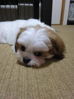 まこち 様のお迎えした子犬