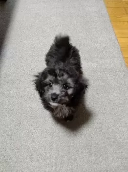 T.S 様のお迎えした子犬