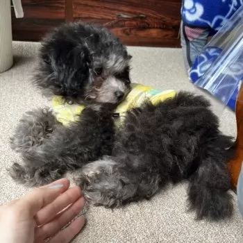 T.T 様のお迎えした子犬