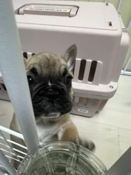 おもち 様のお迎えした子犬