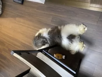H.S 様のお迎えした子犬