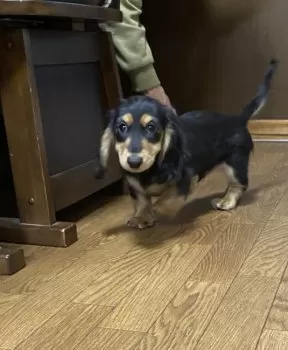 S.O 様のお迎えした子犬