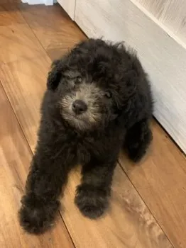 なお 様のお迎えした子犬