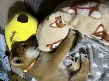 T.O 様のお迎えした子犬