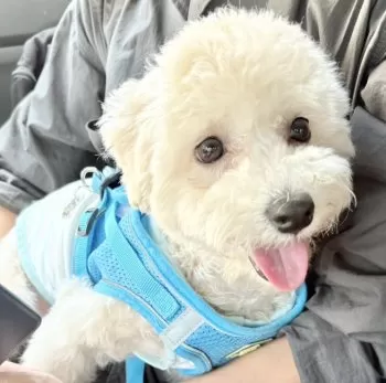 S.K 様のお迎えした子犬