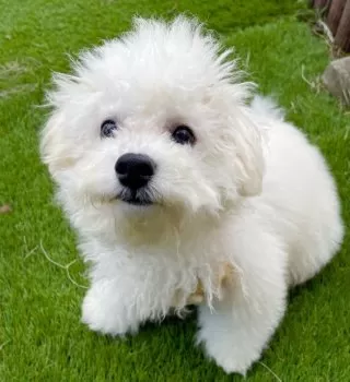みかん 様のお迎えした子犬