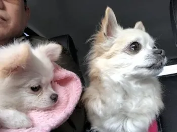 イワワン 様のお迎えした子犬