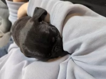 グリ 様のお迎えした子犬