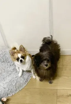 ぴーちゃん 様のお迎えした子犬