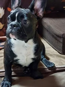 ジークファミリー 様のお迎えした子犬