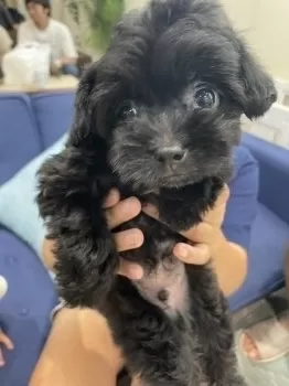 ひらひら 様のお迎えした子犬