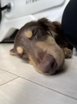 あい 様のお迎えした子犬