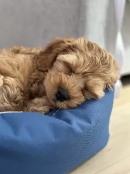 チョコ太 様のお迎えした子犬