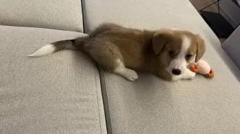 C.K 様のお迎えした子犬