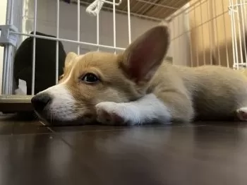 H.O 様のお迎えした子犬