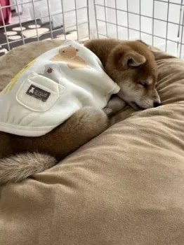 ころたんママ 様のお迎えした子犬