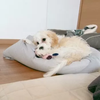S.N 様のお迎えした子犬