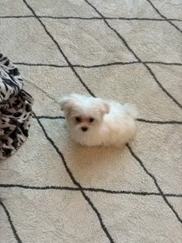 ゆう 様のお迎えした子犬