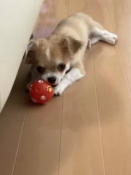 Y.K 様のお迎えした子犬