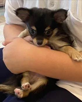 もも 様のお迎えした子犬