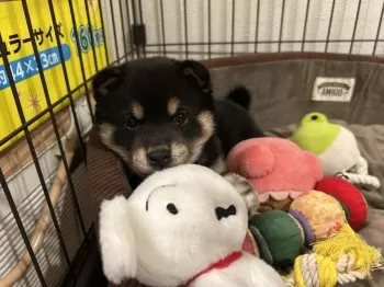 M.K 様のお迎えした子犬