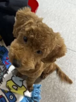 m 様のお迎えした子犬