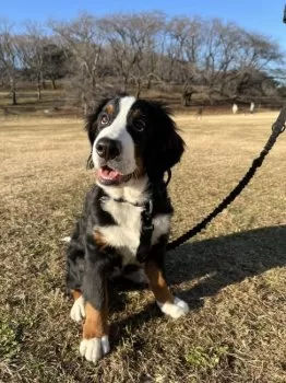 X.Y 様のお迎えした子犬