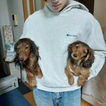 Y.M 様のお迎えした子犬