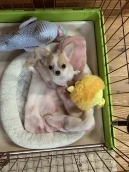 Y.K 様のお迎えした子犬