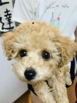 ゆかりん 様のお迎えした子犬