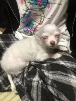 れりあ 様のお迎えした子犬