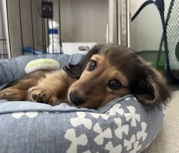 ありかどむ 様のお迎えした子犬