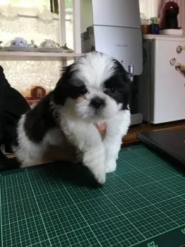 はるのパパママ 様のお迎えした子犬