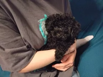 M.K 様のお迎えした子犬