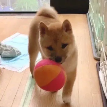 T.S 様のお迎えした子犬