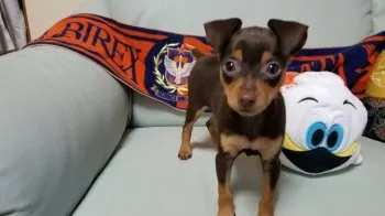 アルビレックス新潟サポーター 様のお迎えした子犬