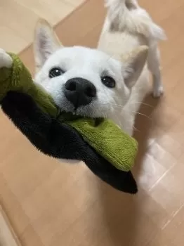 白風 様のお迎えした子犬