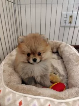 とし 様のお迎えした子犬