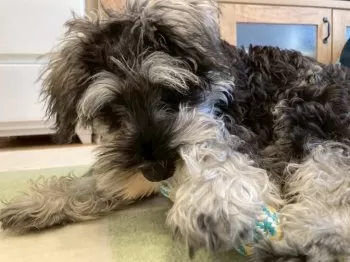 R.I 様のお迎えした子犬