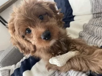 M.K 様のお迎えした子犬